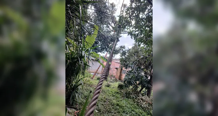 Bombeiros atendem 6 chamados de corte de árvores por conta do temporal em PG