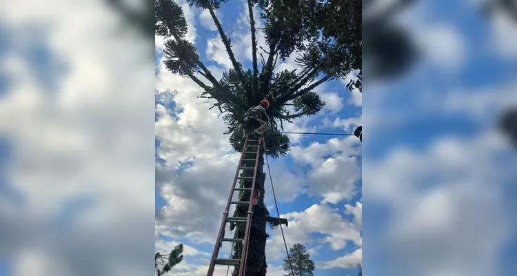Bombeiros atendem 6 chamados de corte de árvores por conta do temporal em PG