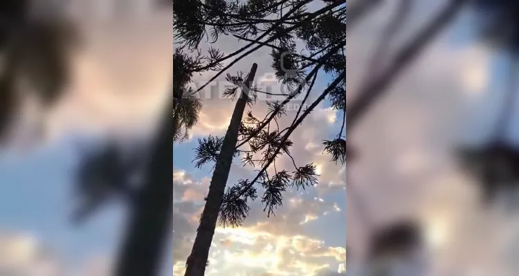 Vendaval provoca estragos e levanta suspeita de tornado em Tibagi