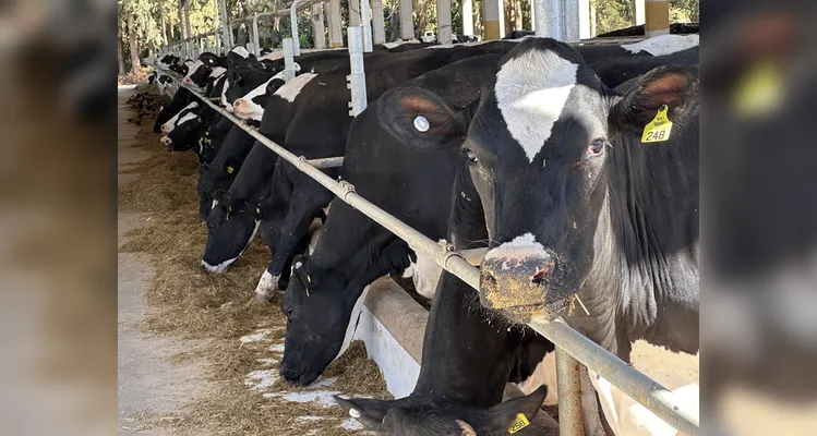 Cresol financia o crescimento da produção agropecuária na região