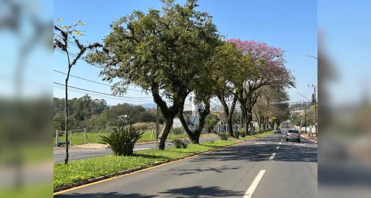 Com 26 mil árvores mapeadas, PG ganha reconhecimento internacional