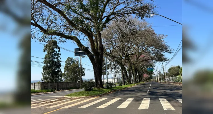 Com 26 mil árvores mapeadas, PG ganha reconhecimento internacional
