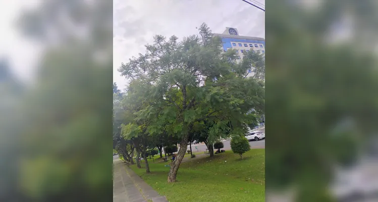 Com 26 mil árvores mapeadas, PG ganha reconhecimento internacional