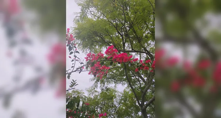 Com 26 mil árvores mapeadas, PG ganha reconhecimento internacional