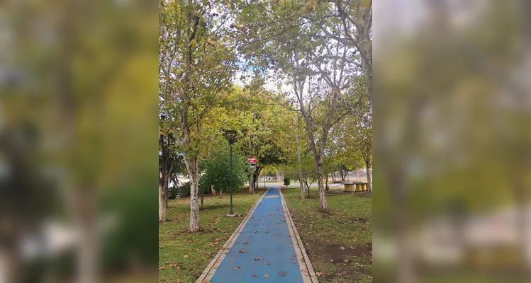 Com 26 mil árvores mapeadas, PG ganha reconhecimento internacional