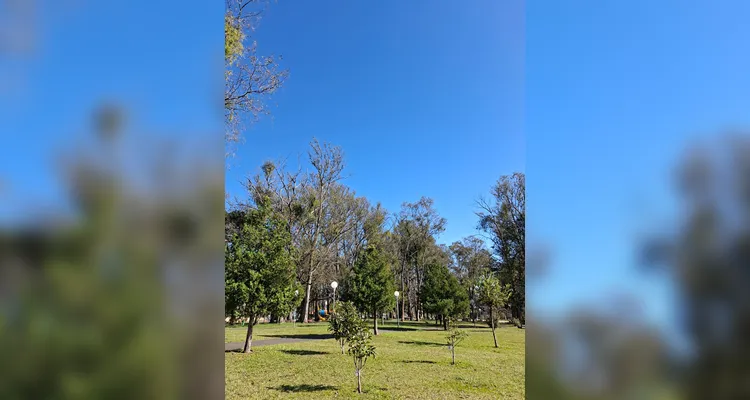 Com 26 mil árvores mapeadas, PG ganha reconhecimento internacional
