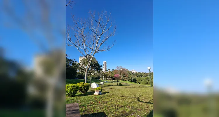 Com 26 mil árvores mapeadas, PG ganha reconhecimento internacional