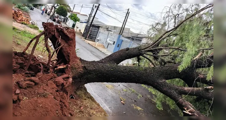 O temporal foi suficiente para derrubar árvores, danificar estruturas, provocar destelhamentos e causar falta e instabilidade no fornecimento de energia elétrica.