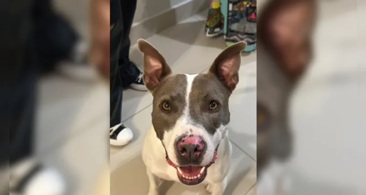 Família pede ajuda para encontrar cachorrinha desaparecida no bairro Santa Paula