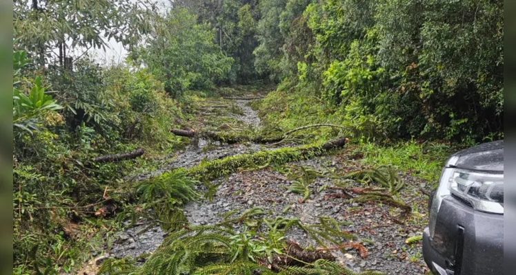 Estragos do vendaval em Palmeira
