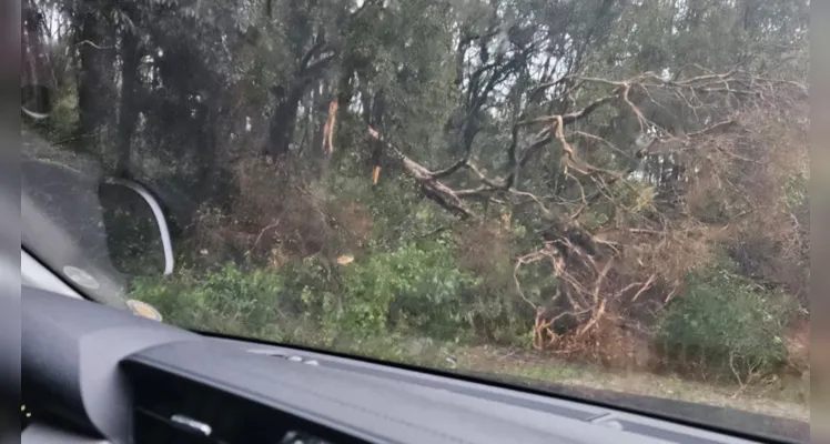Estragos do vendaval em Palmeira