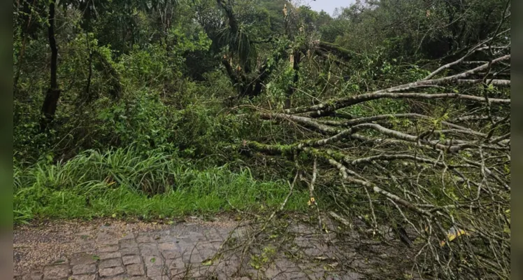 Estragos do vendaval em Palmeira