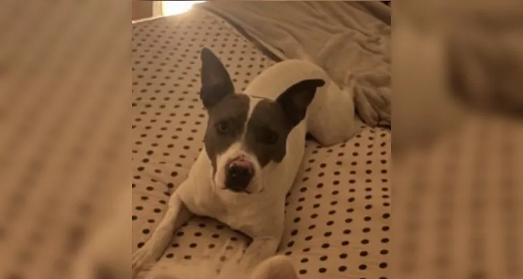 Família pede ajuda para encontrar cachorrinha desaparecida no bairro Santa Paula