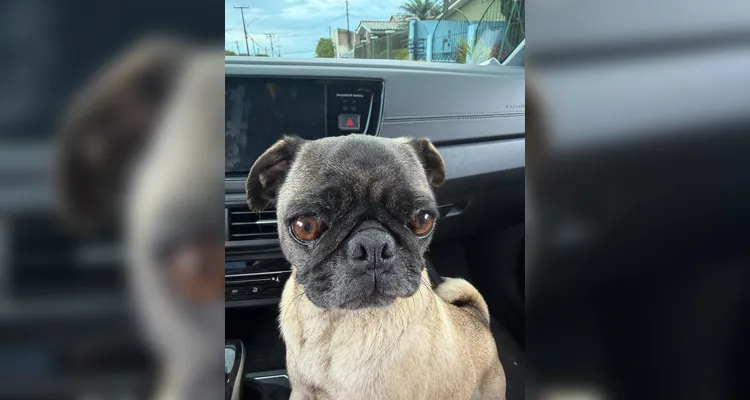 Os animais estavam sendo vendidos e possivelmente eram utilizados como matrizes de reprodução.