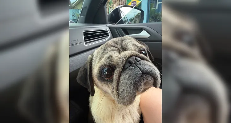 Os animais estavam sendo vendidos e possivelmente eram utilizados como matrizes de reprodução.