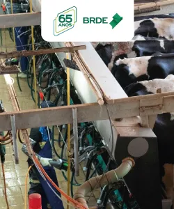 Atualmente, a propriedade produz aproximadamente 17,5 mil litros de leite por dia