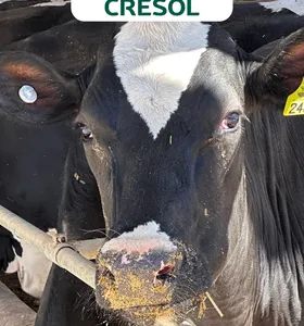 A Cooperativa Cresol apoia investimentos para produtores rurais