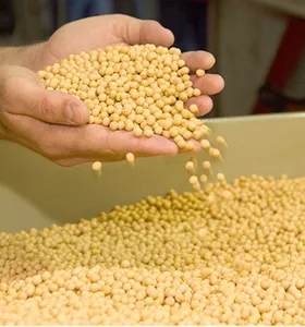 Entre os destaques estão cultivares recomendadas para a região dos Campos Gerais, com alto potencial produtivo