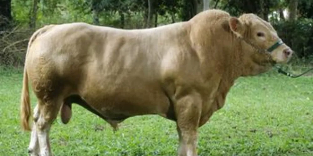 Cruzamentos foram realizados na Estação Experimental Fazenda-Modelo