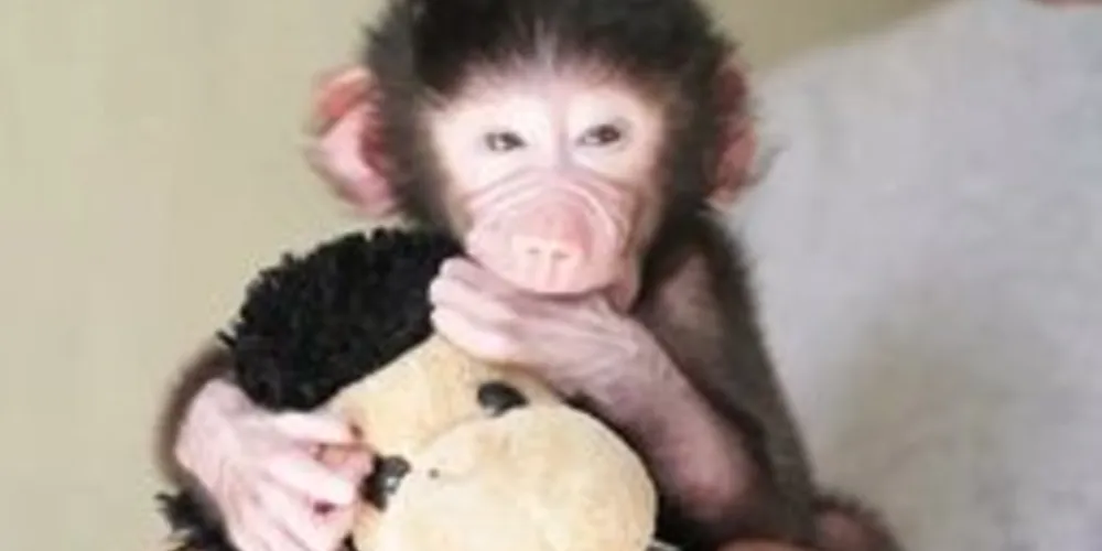 Desde que foi rejeitado, seu principal companheiro tem sido o brinquedo, entregue por funcionários do zoo
