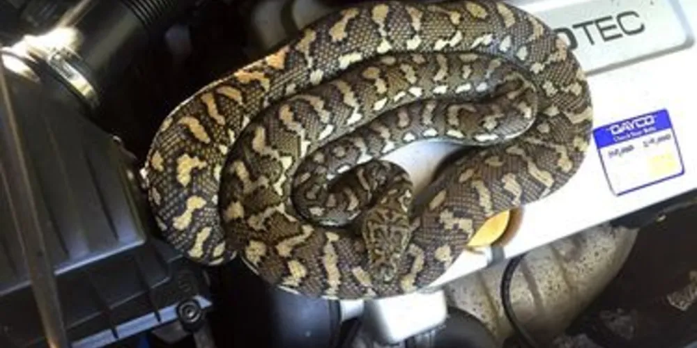 Australiana encontrou cobra escondida no motor de seu carro