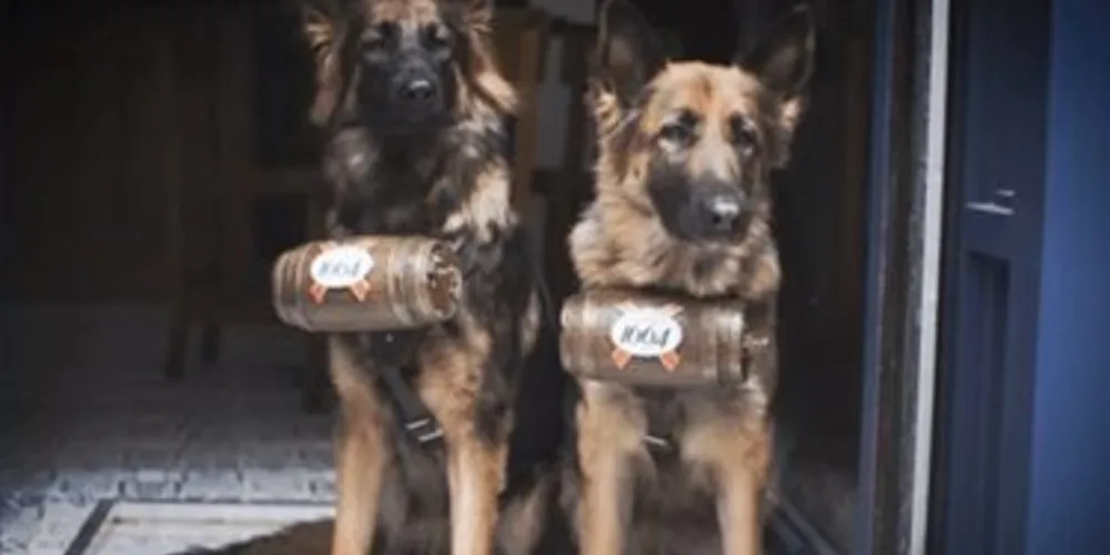 Londres terá bar de cerveja com cachorros garçons