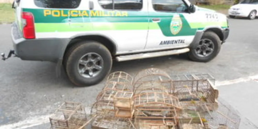 Aves foram recolhidas pela Polícia Ambiental