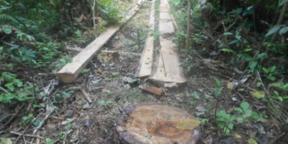 Área danificada foi de 0,70 hectare