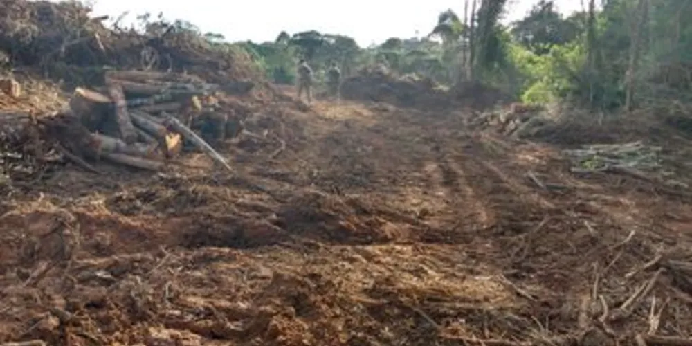 Área de destruição é de 0,25 hectare