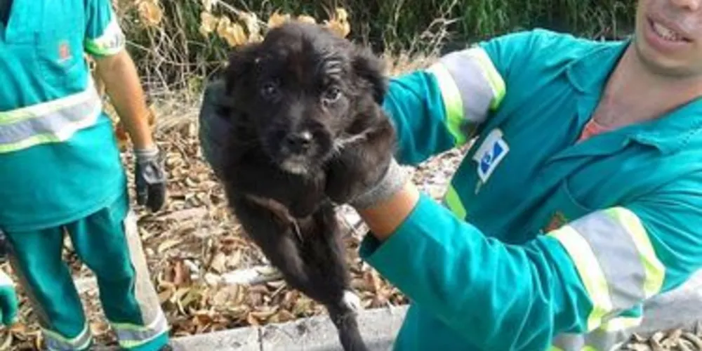 Animal estava dentro de saco plástico, que seria recolhido pelos garis