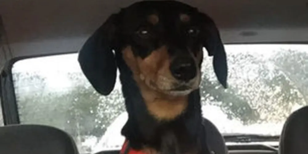 Legislação de trânsito estabelece regras para segurança do bichinho e dos demais passageiros 