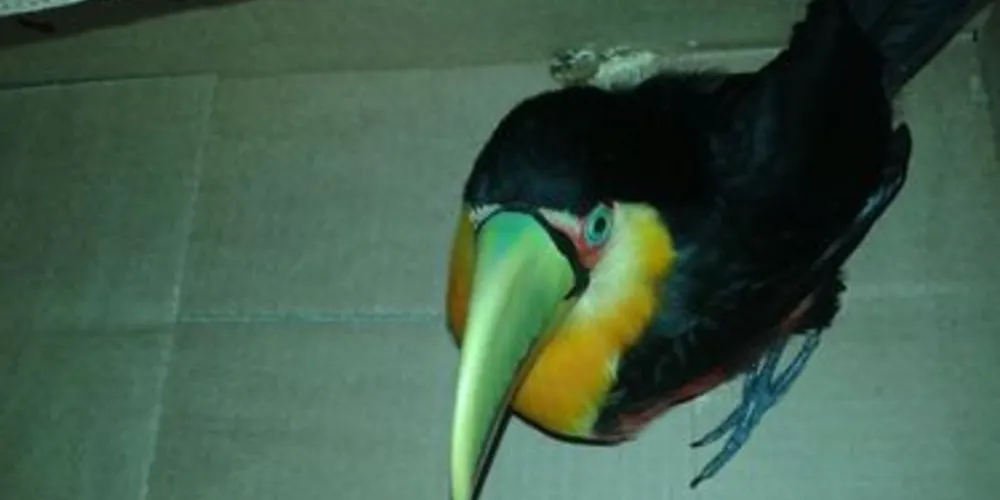 Tucano apareceu dentro de uma casa no Jardim Esplanada