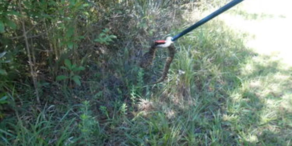 Animal estava próximo a uma mata no momento da captura