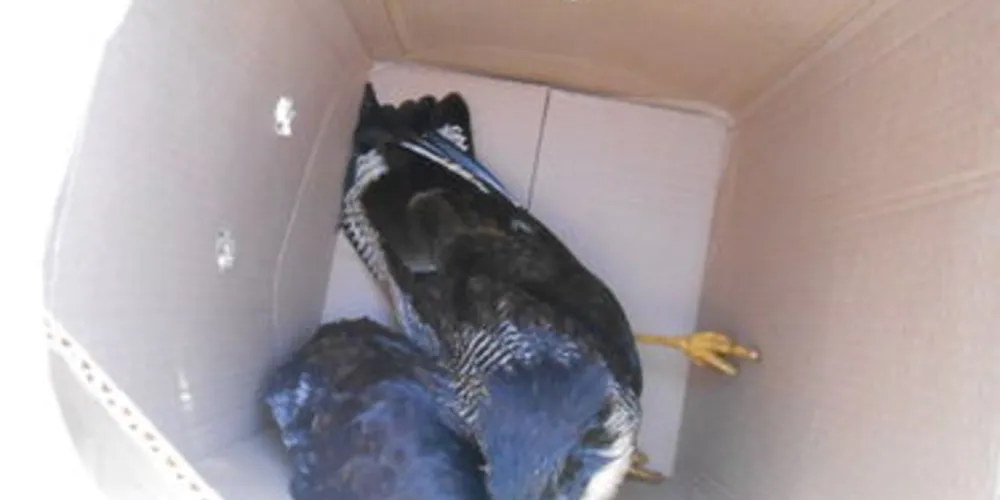 Animal foi capturado na região do Boa Vista