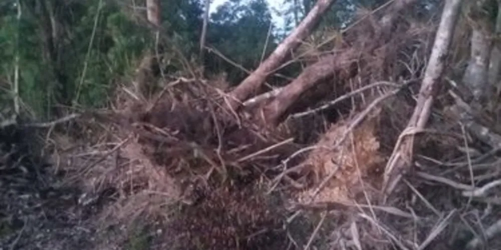 Área de 0,4 hectares foi localizada em Imbituva