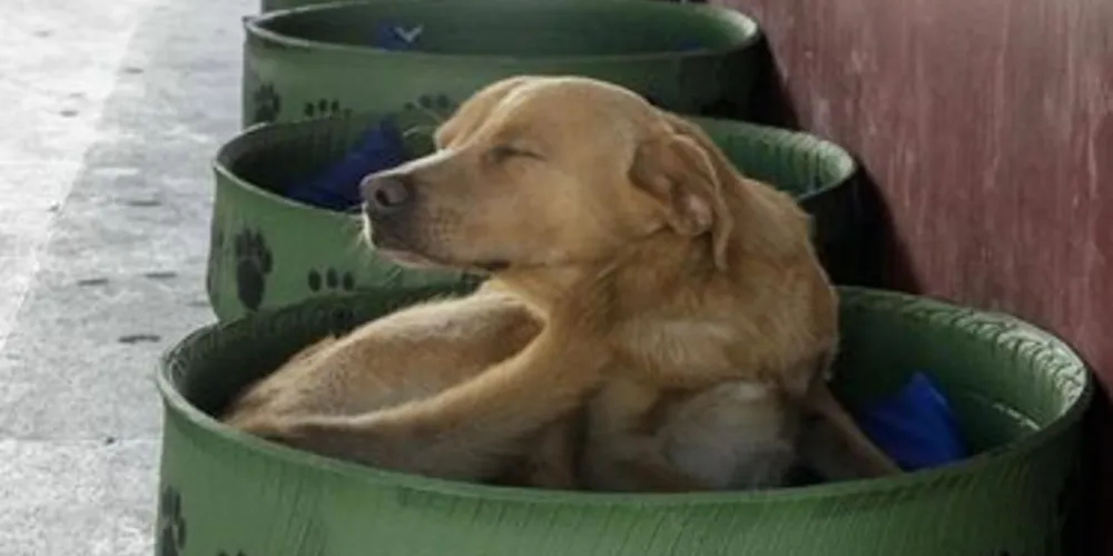 Ações semelhantes já foram implantadas em Piraquara e Curitiba