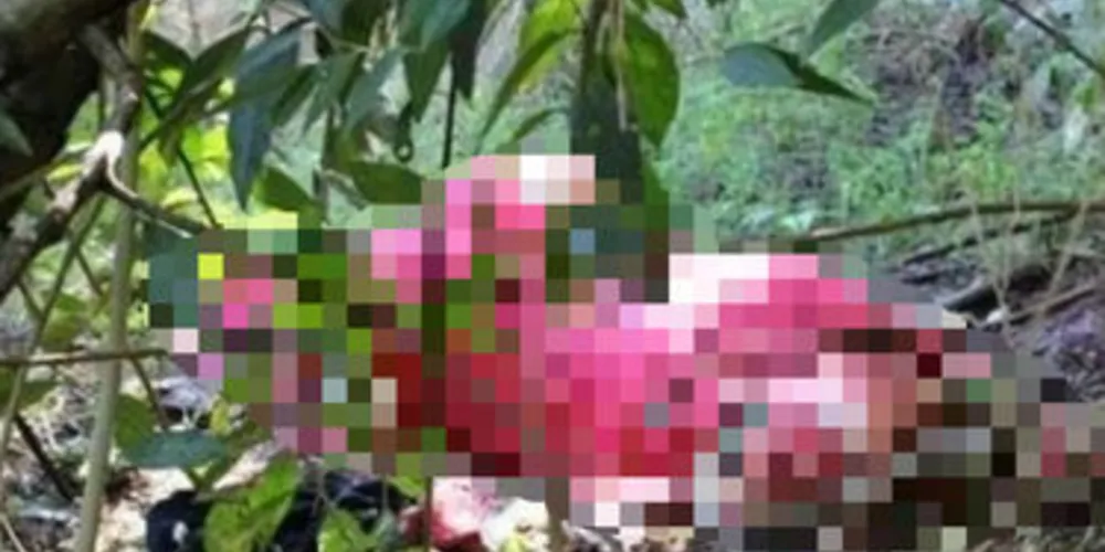 Imagem ilustrativa da imagem Corpo de mulher é achado nu em bosque no PR