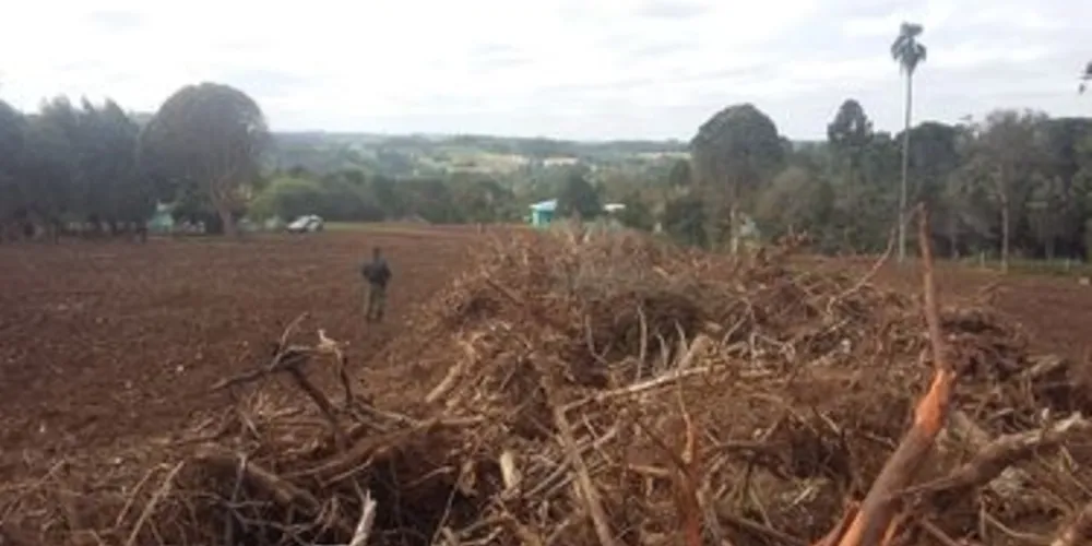 Floresta foi devastada em Imbituva