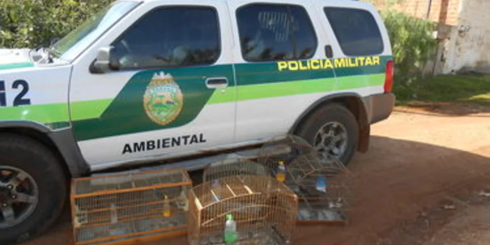 Pássaros foram levados para clínicas veterinárias