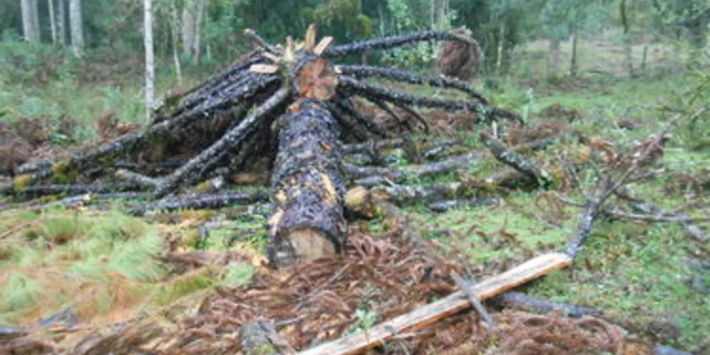 Árvores foram cortadas em Castro