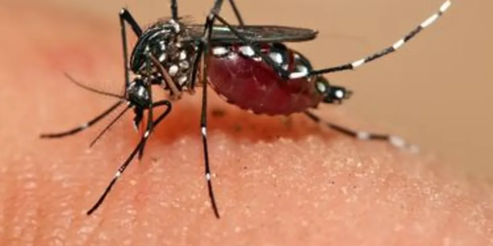 Zika pode adiar as Olimpíadas do Rio