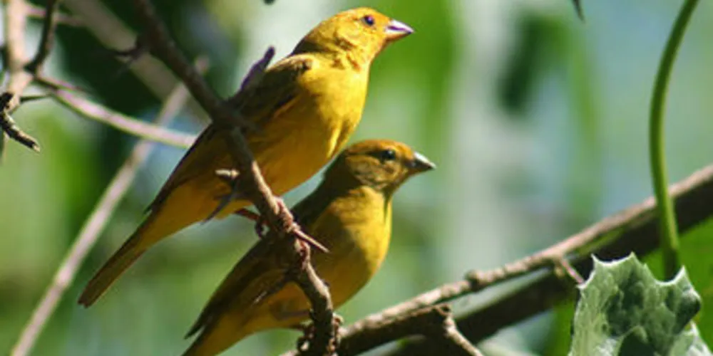 IAP alerta criadores de pássaros nativos