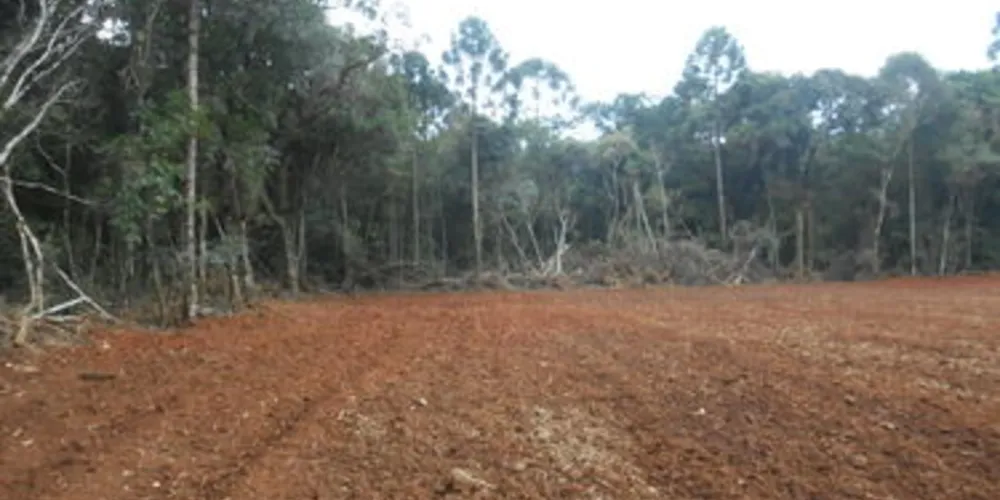 Em Imbituva, área de floresta foi desmatada