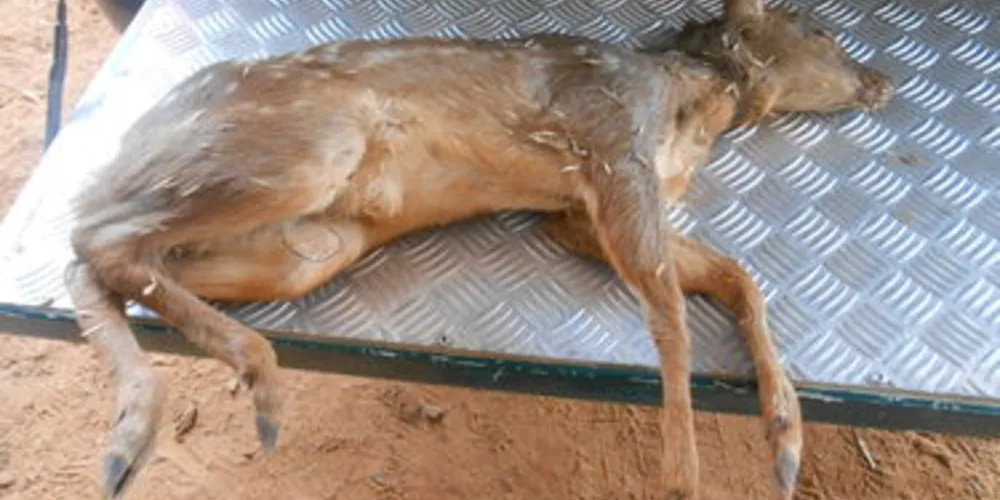 Veado foi morto por cães de caça