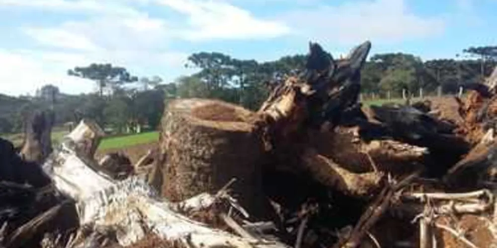 Quatro pinheiros foram cortados em Irati