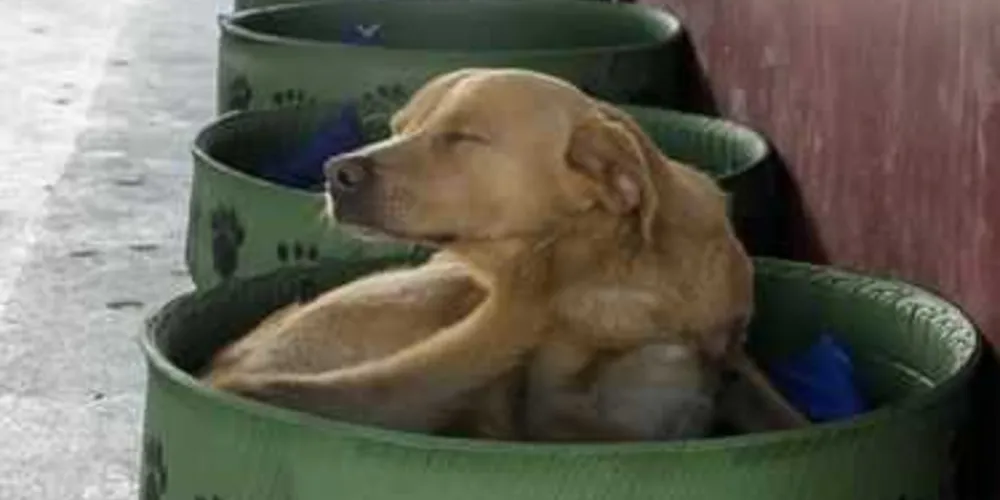 Imagem ilustrativa da imagem Comissão veta casinhas para cães nos terminais PG
