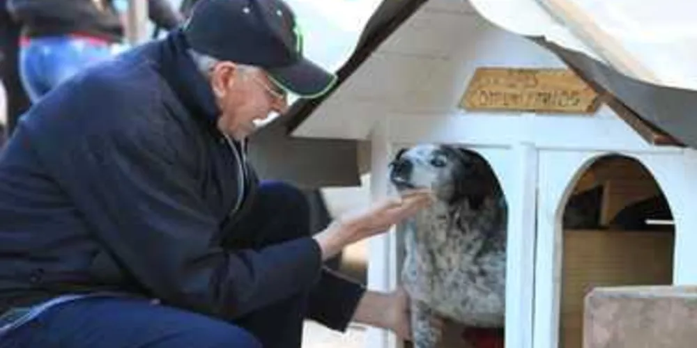 Imagem ilustrativa da imagem Ponto de táxi tem ‘condomínio de cães’ em PG