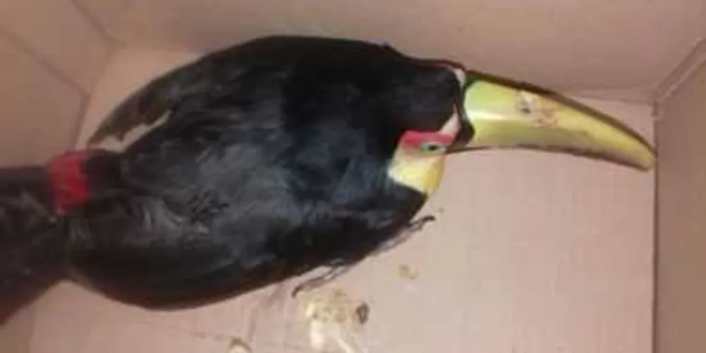 Animal foi encontrado ferido em Palmeira