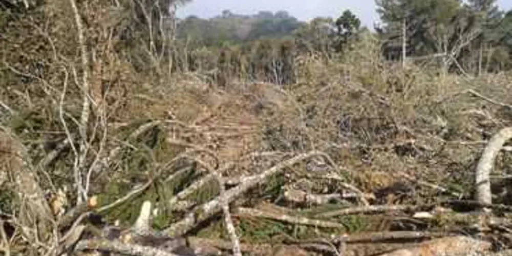 Diversas espécies ameaçadas de extinção foram derrubadas