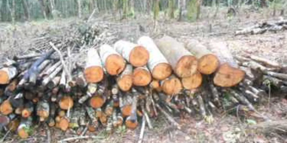 Área destruída foi localizada em Guamiranga